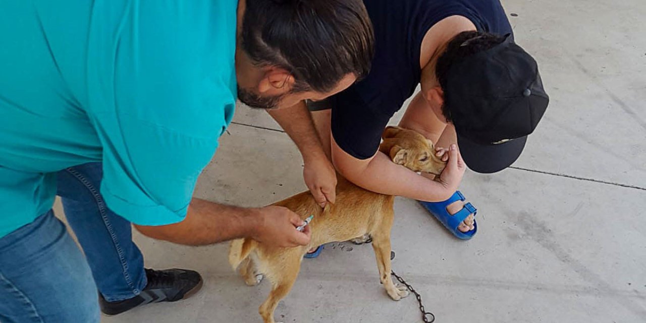 Ortaca’da kedi ve köpeklere kuduz aşısı yapıldı