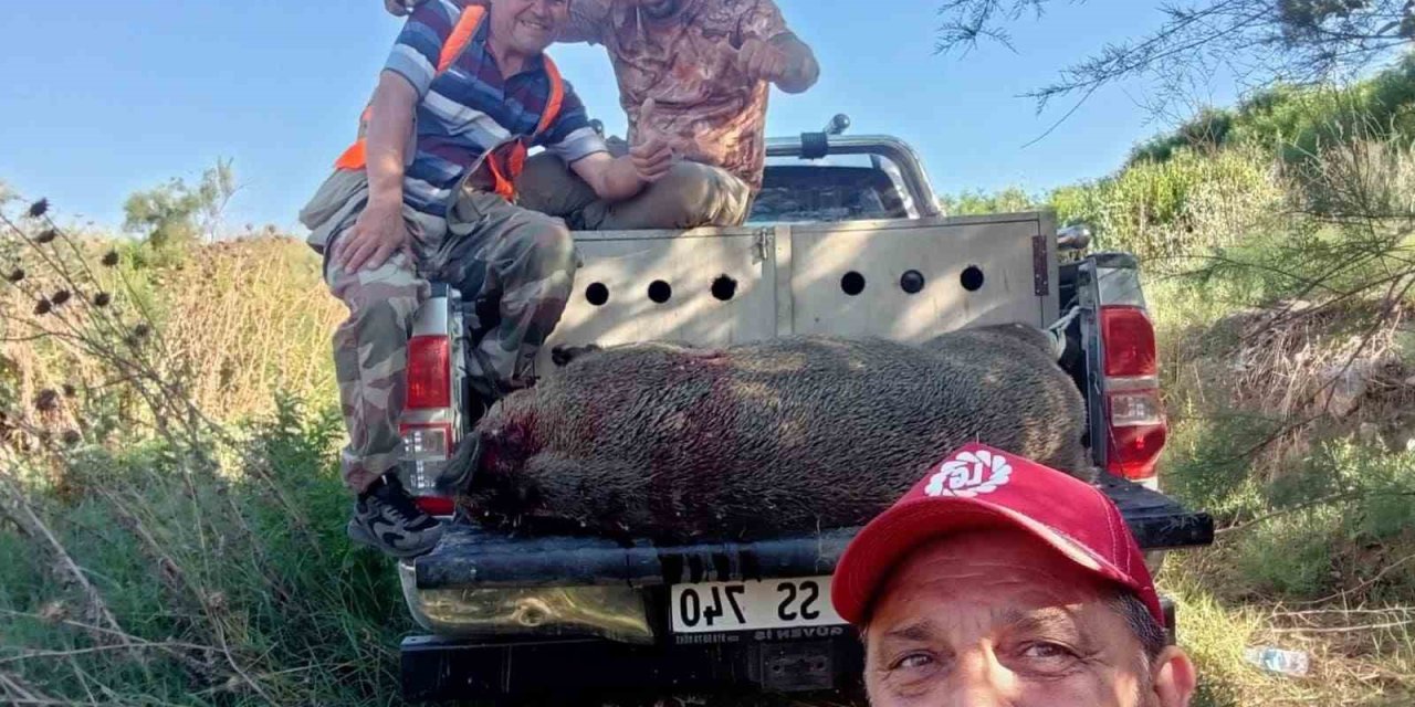 Söke’de mücadele amaçlı yaban domuzu sürek avı başlıyor