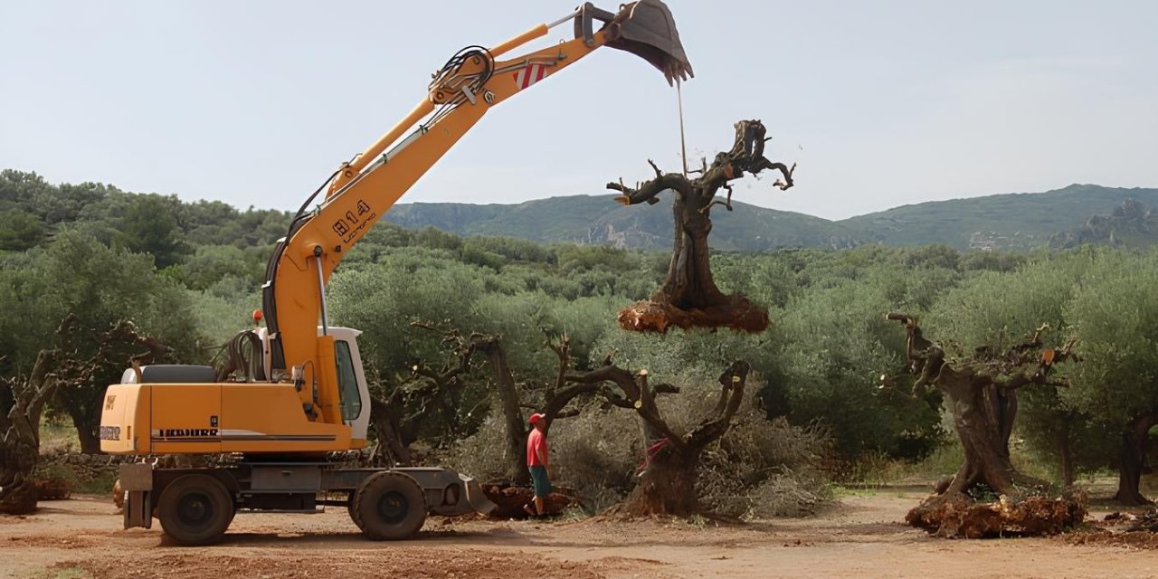 Prof. Dr. Tümen: “İklim değişikliği kapımıza dayandı, düşük rakımlardaki zeytin ağaçlarının mutlaka taşınması gerekiyor”