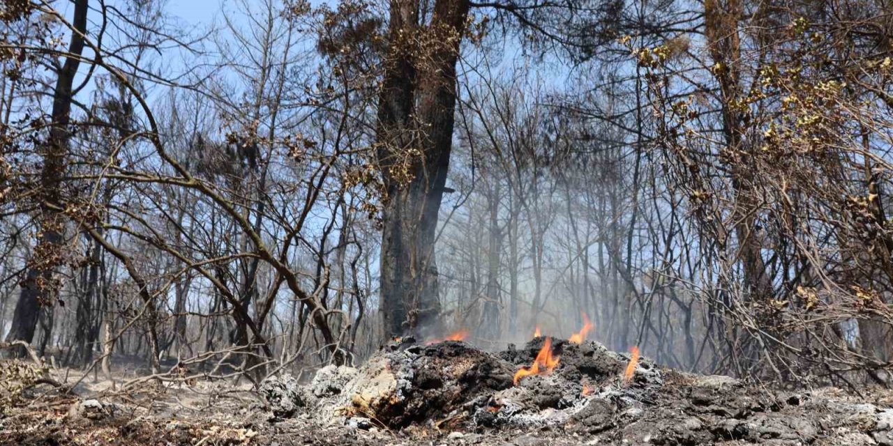 İzmir’deki ormanlardan yürek yakan görüntüler