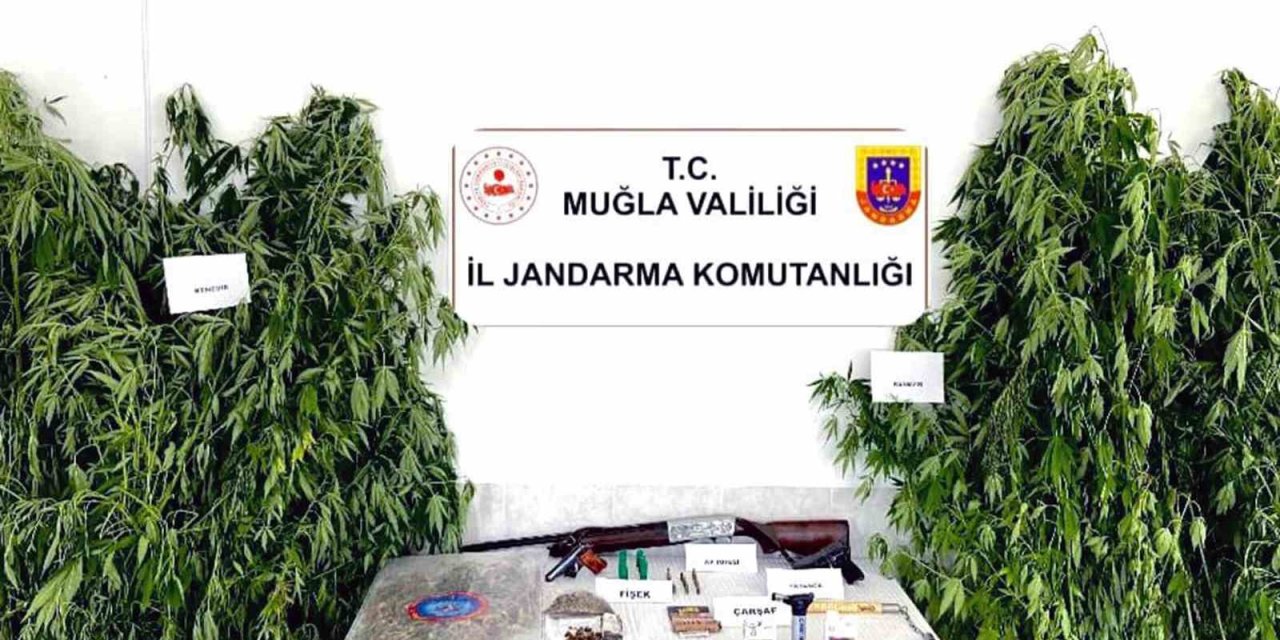 Ortaca’da kenevir operasyonu