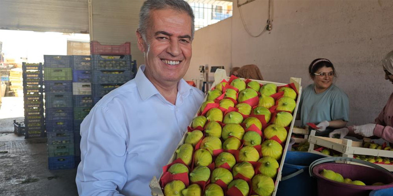 Taze incirin sofralara yolculuğu sürüyor