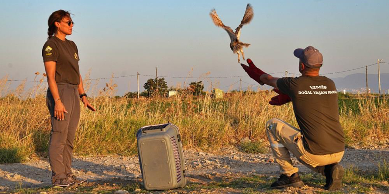 Peçeli baykuşlar özgürlüğe kanat çırptı
