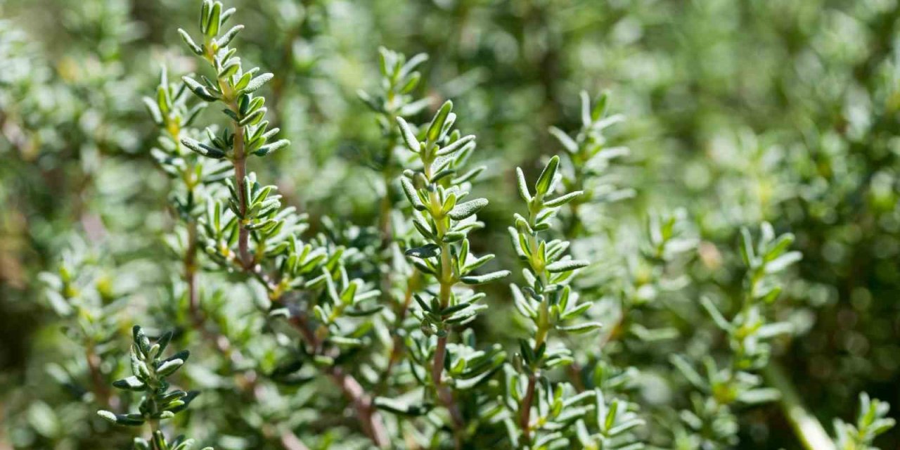 Dünya yemeklerinin baharatları Türkiye’den