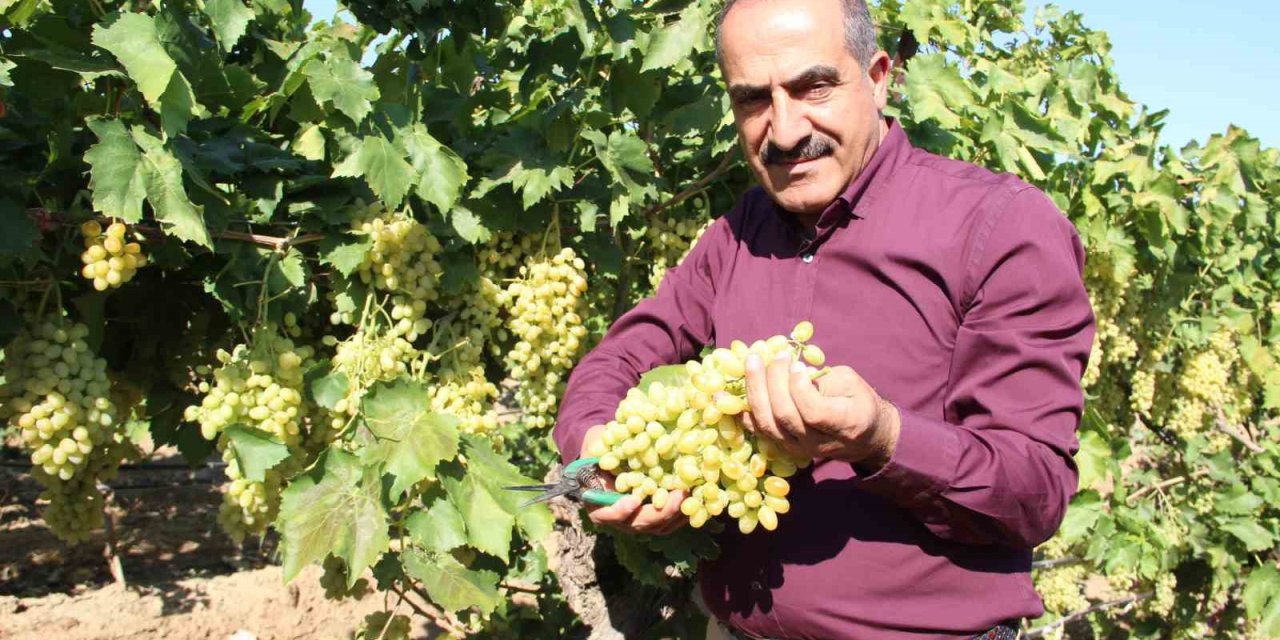 Sultani çekirdeksiz sofralık üzüm 25 Temmuz’da ihracat yolcusu