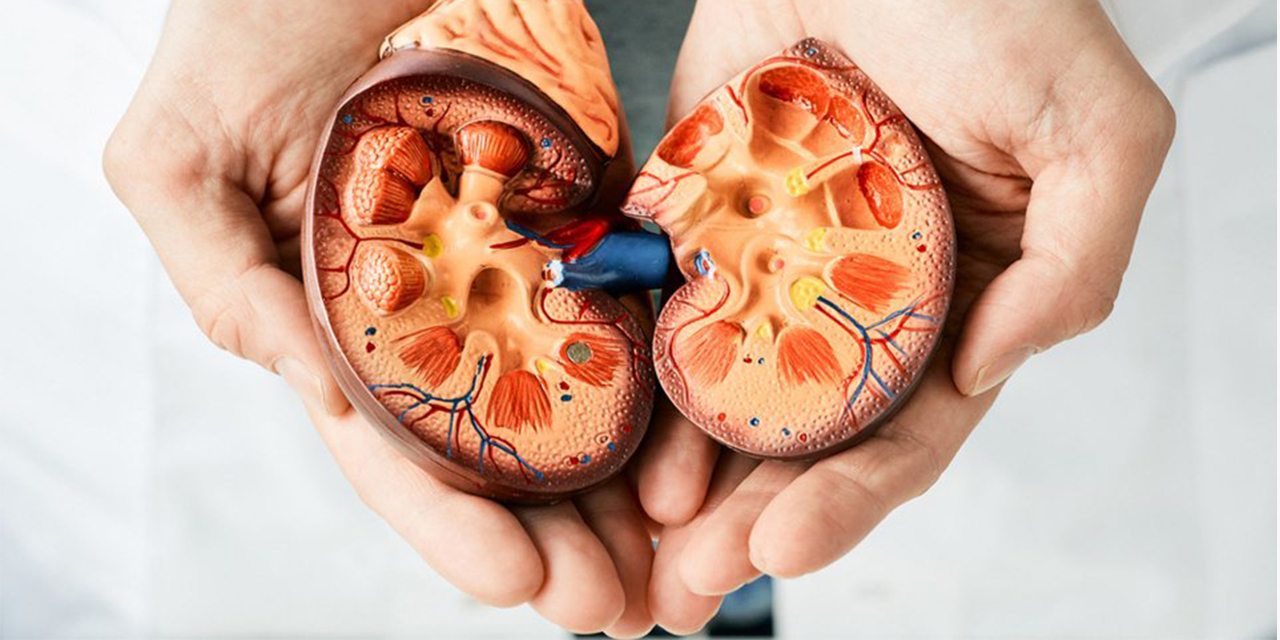 Böbreklere zarar veren 5 yaz hatası!