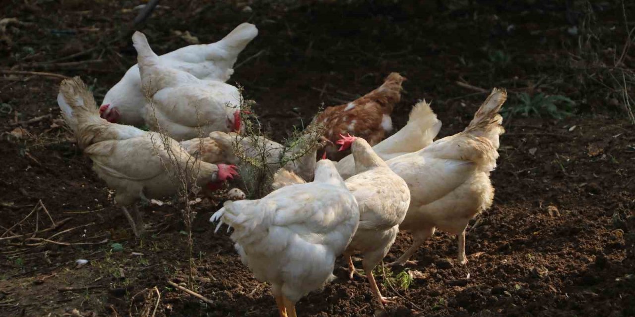 Aydın’da ’çıkma tavuk’ uyarısı