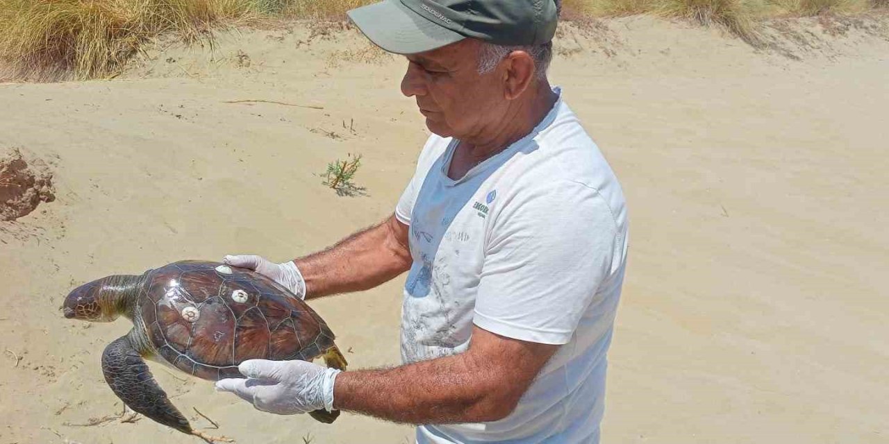 Kuşadası’nda 2 yeşil deniz kaplumbağası ölü bulundu