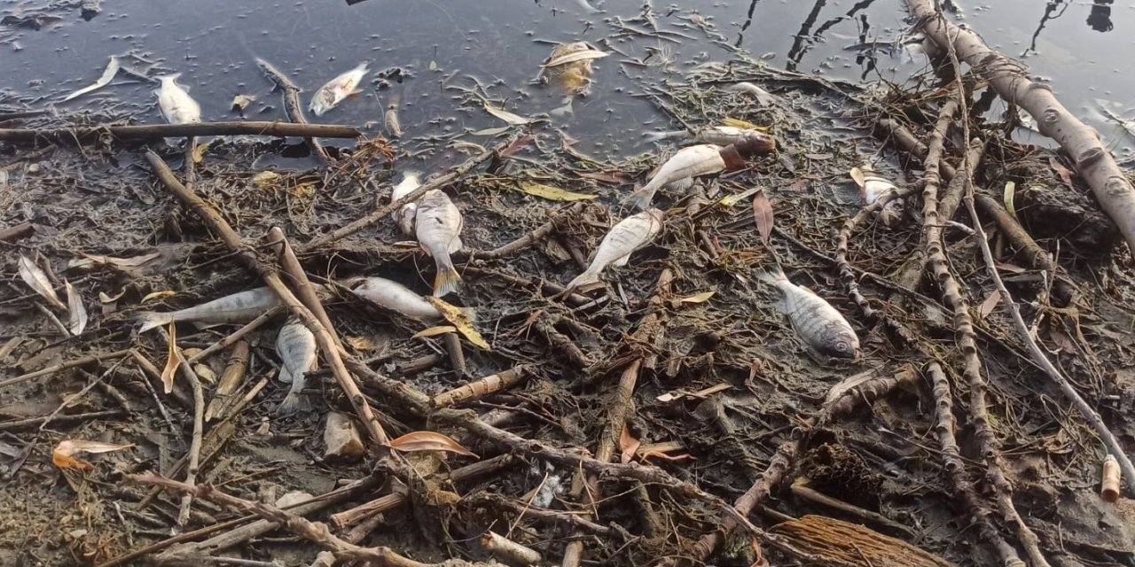İzmir’in Gölcük Gölü’nde balık ölümleri