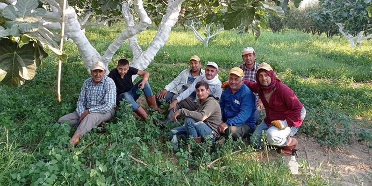Aydın’da incir hasadı başladı