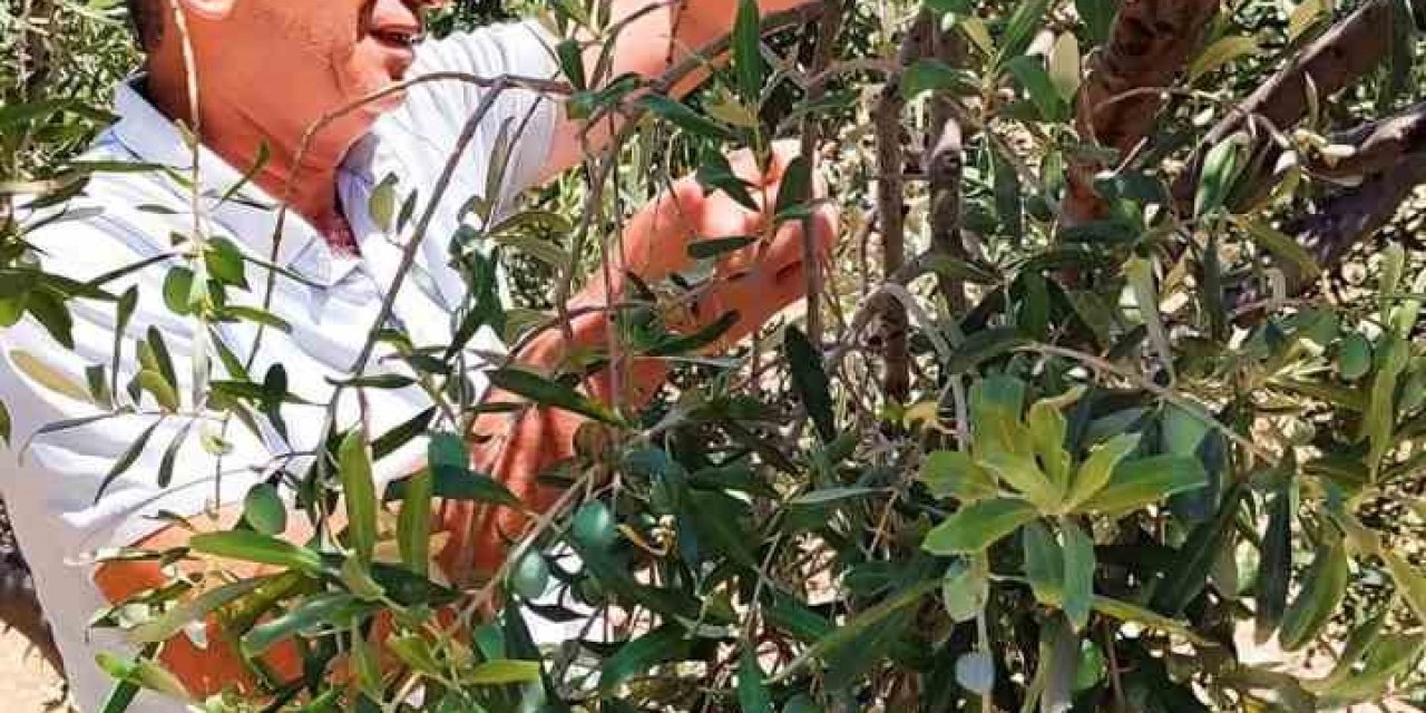 Didim’de zeytin sineğiyle mücadele devam ediyor