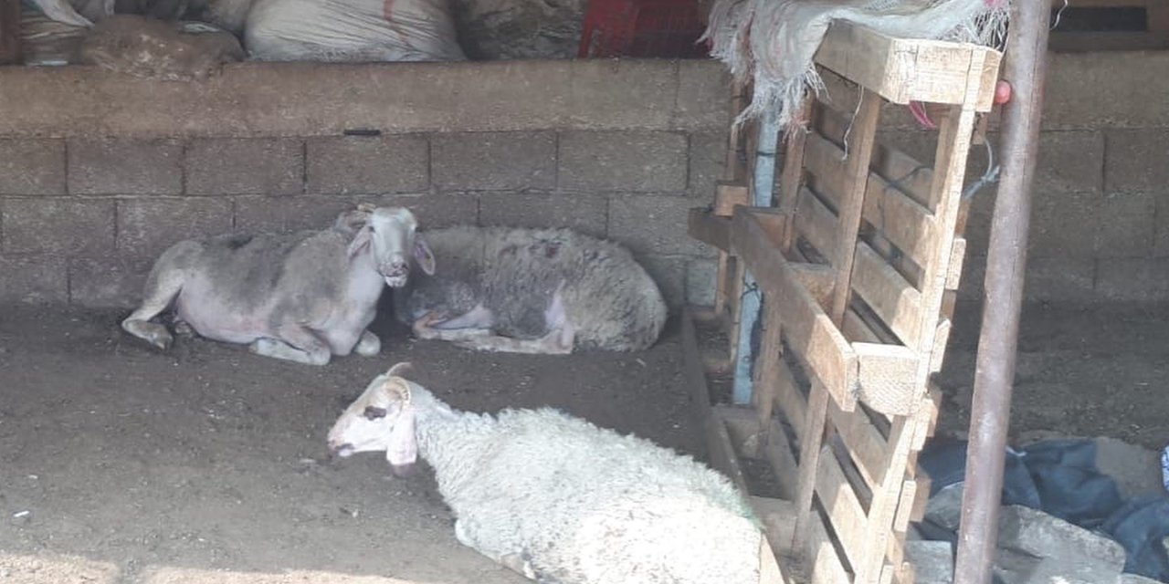 Muğla’da küçükbaş hayvan zehirlenme vakası: 30 koyun telef oldu