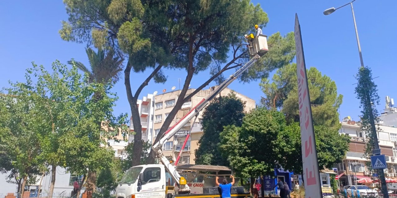 Efeler Belediyesi, tehlike saçan ağaçlara müdahale etti