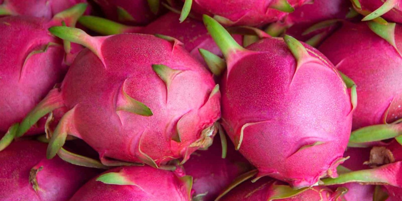 Aydın, tropikal meyve ihracatı yapan şehirler arasına girdi