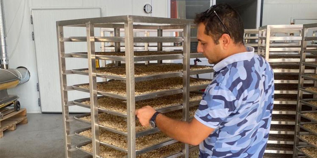 Çam fıstıkları İtalya yolcusu