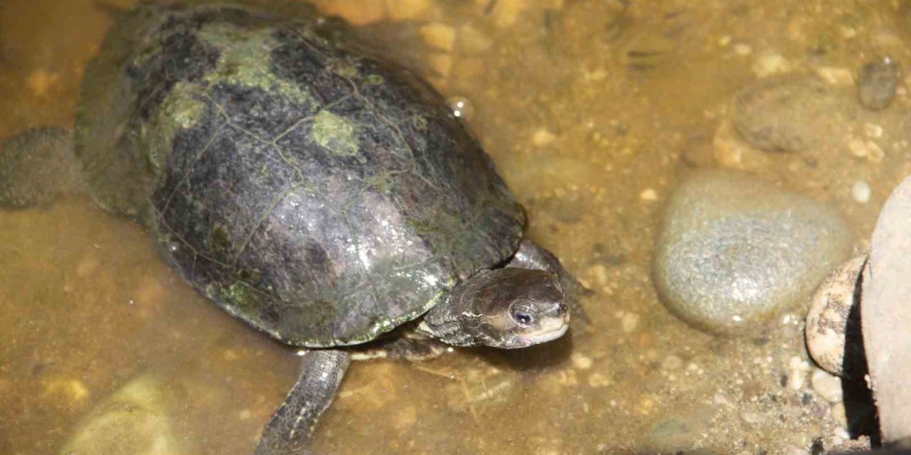 Fethiye Belediyesi, su kaplumbağalarını ölüme terk etti