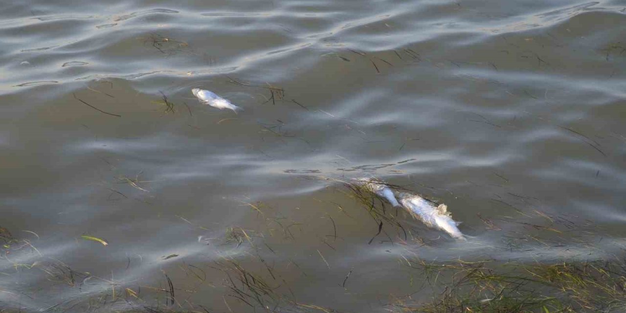 Didim’de üretim çiftliklerinde ölen balıkların kıyıya vurduğu iddiası