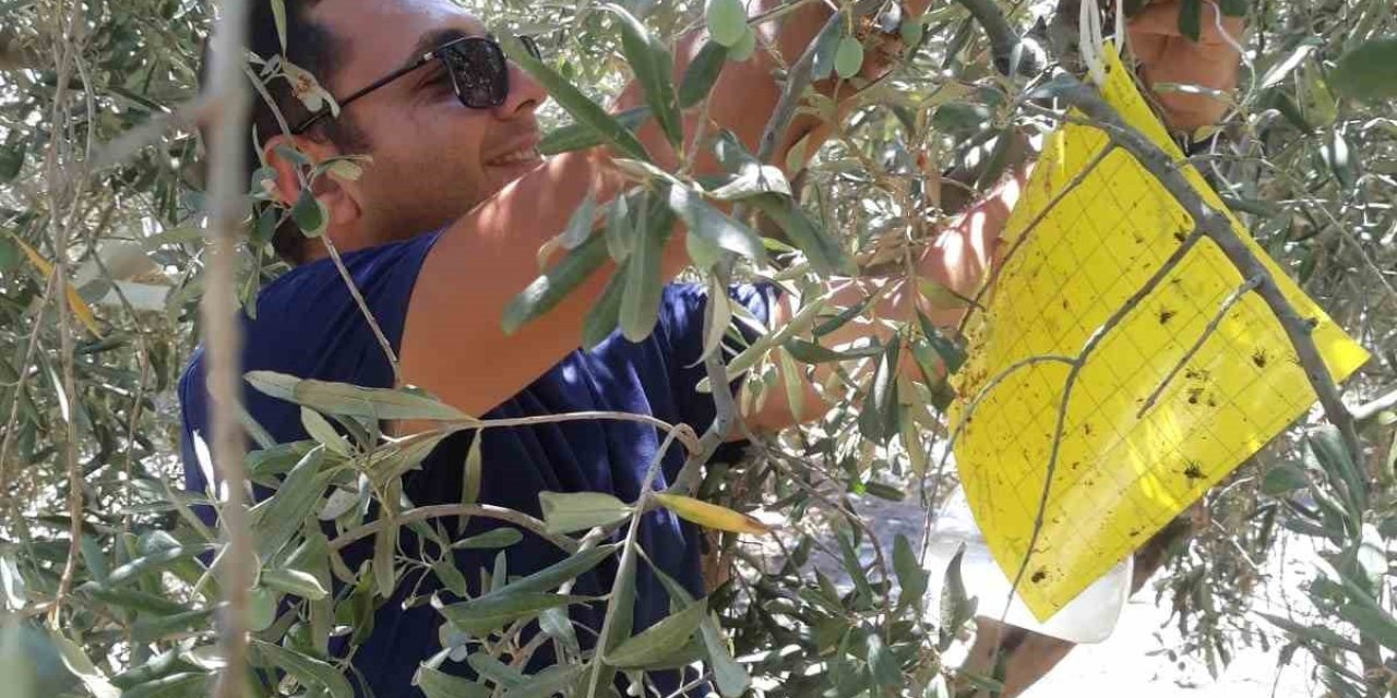 Söke’de zirai mücadele tuzakları kontrol edildi