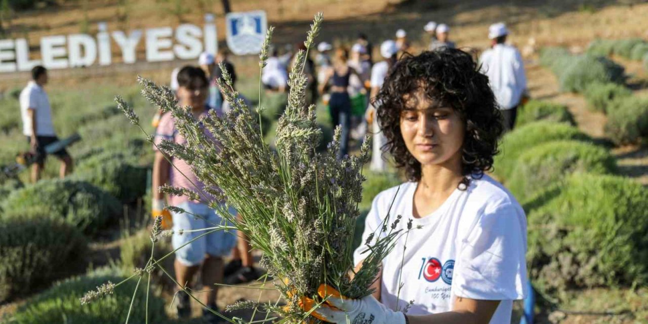 Etrim’de lavanta kokuları içinde hasat keyfi