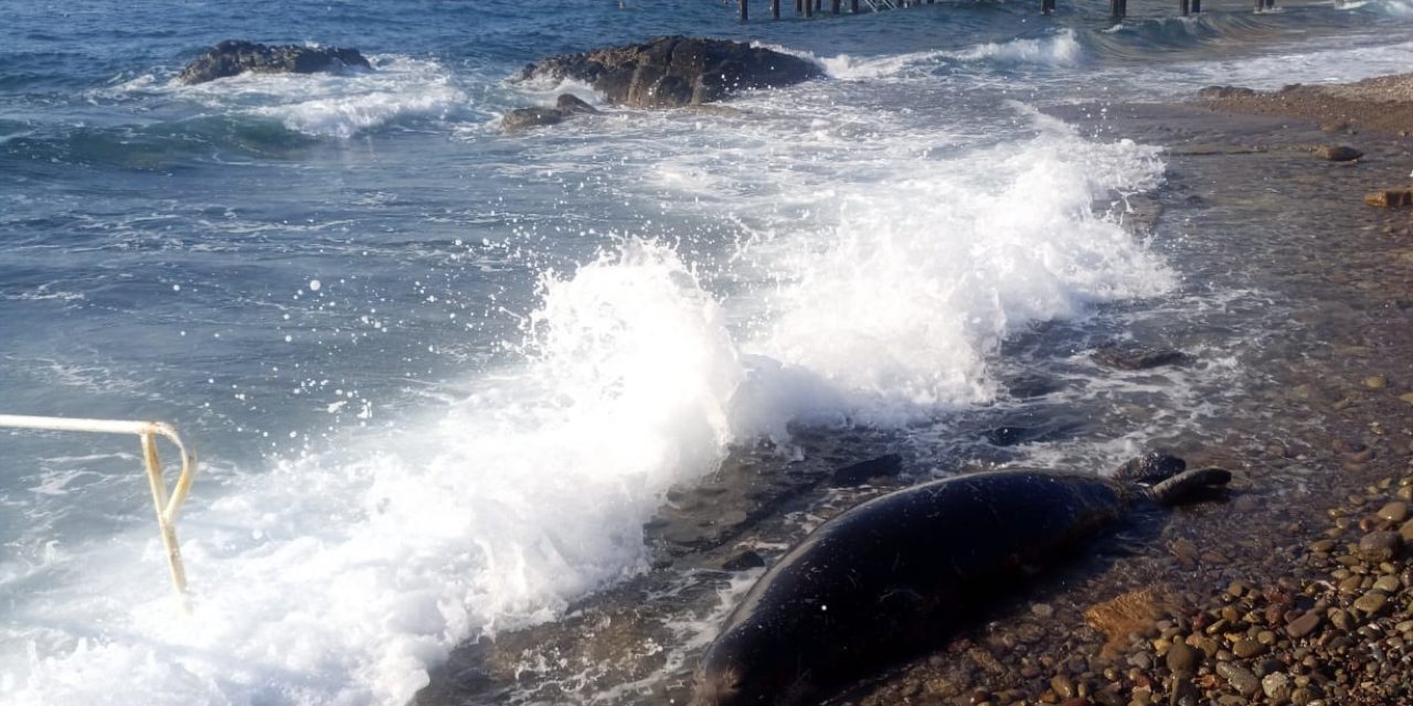 Bodrum’da üzücü anlar: 50 metre açıldı, ters dönüp sahile vurdu