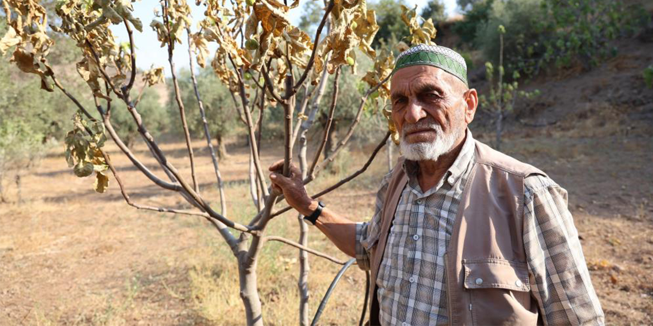 Aydın’da incir ağaçları kurumaya başladı