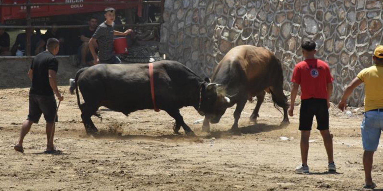 Germencik’te boğalar SMA’lı Linda bebek için güreşti