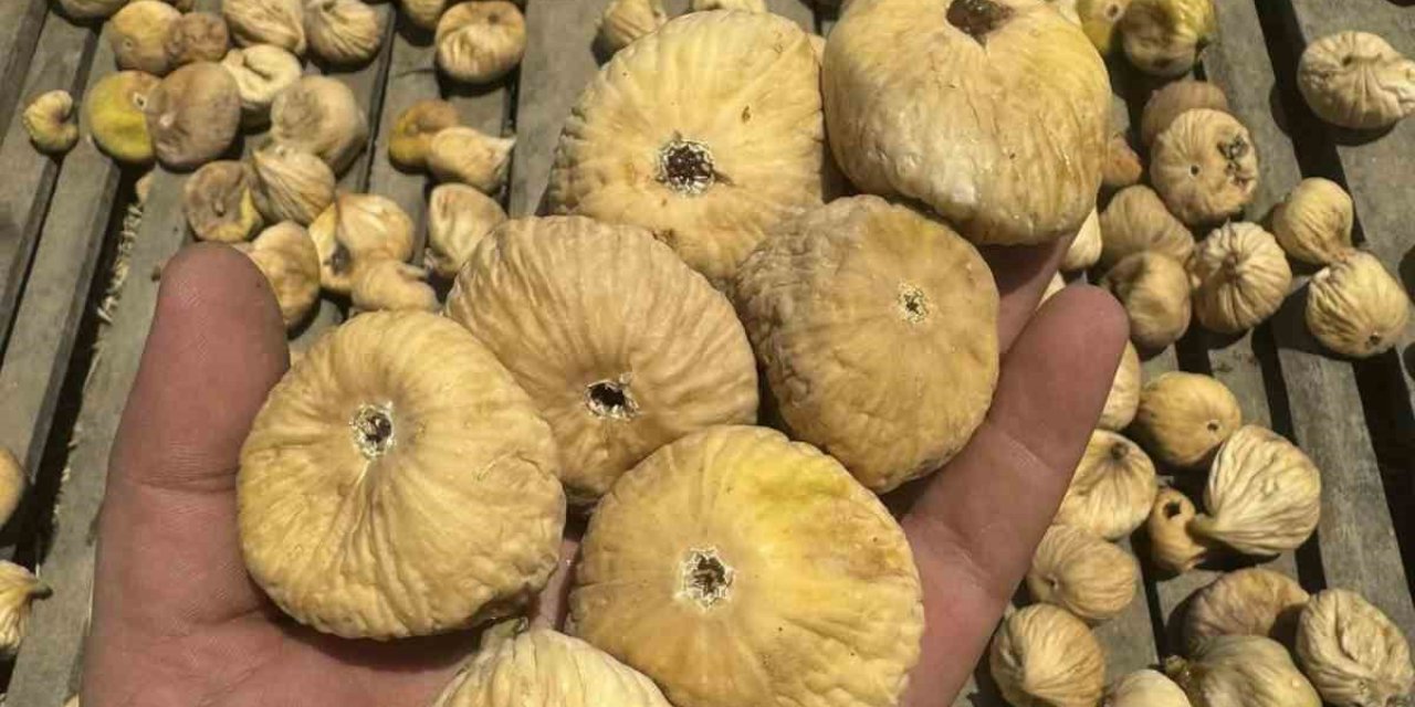 Sıcaklar incir sezonunu öne çekti