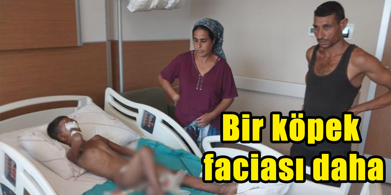 Bir köpek faciası daha