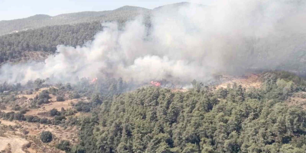 Milas’ta orman yangını