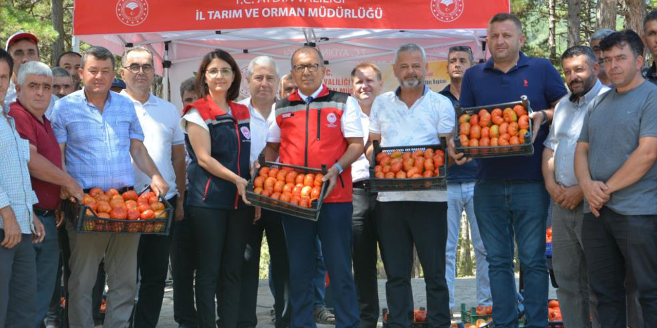 Kuyucak’ta geçci domates hasat şenliği yapıldı