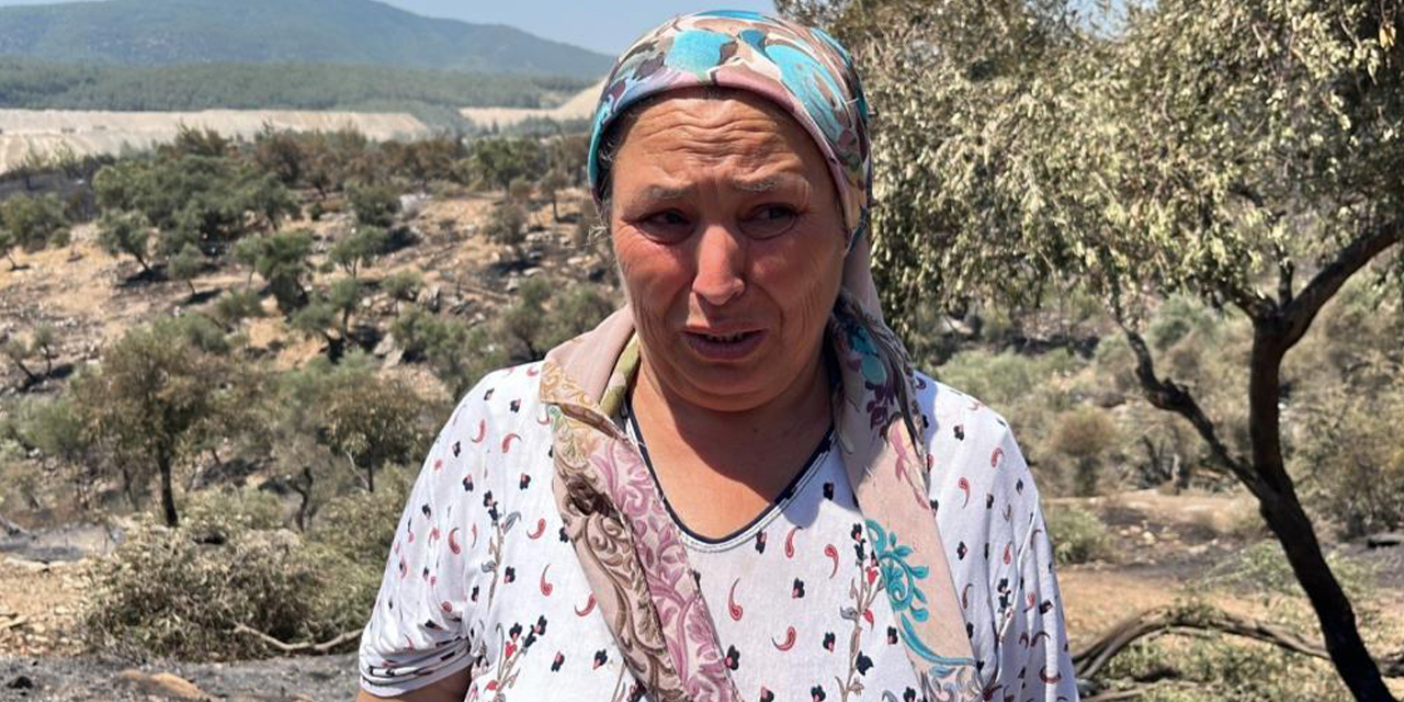Alevler yüzyıllık mirası yuttu; zeytinlikler kül oldu, gözyaşları sel