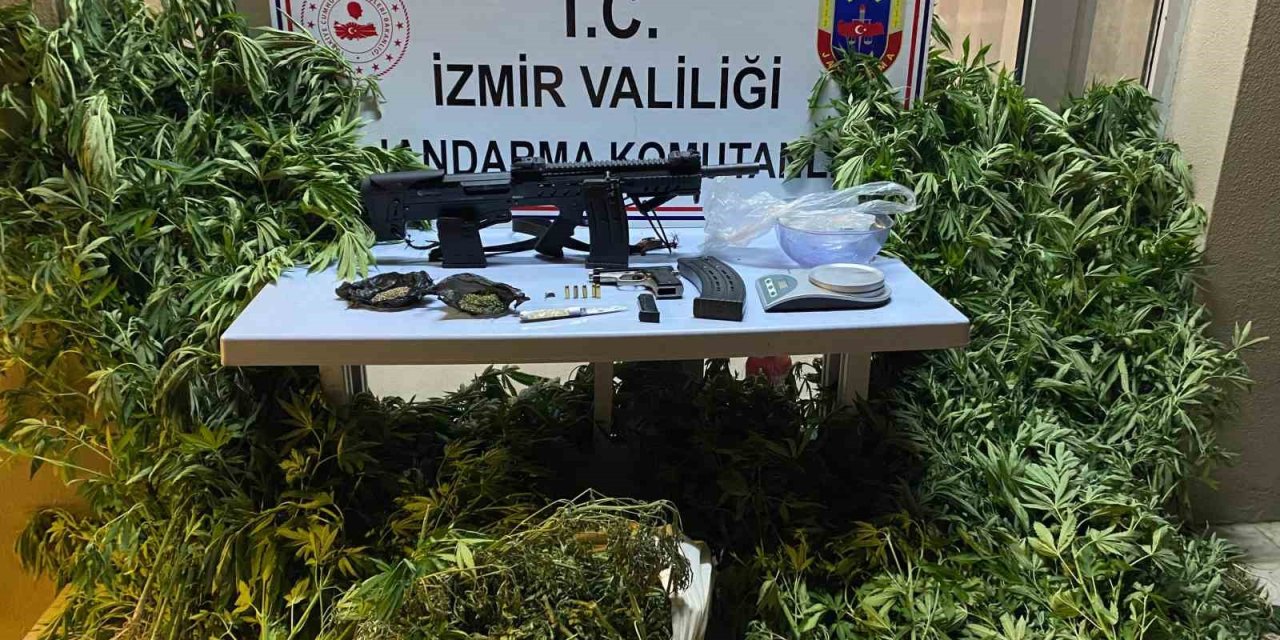 Zeytinlik alanını uyuşturucu tarlasına çeviren zanlı yakalandı