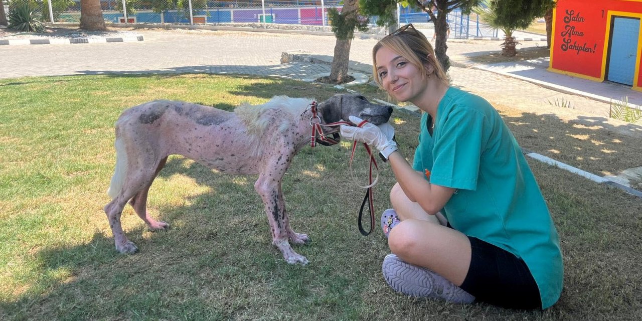 Kuşadası Belediyesi can dostlara ‘umut’ oldu!