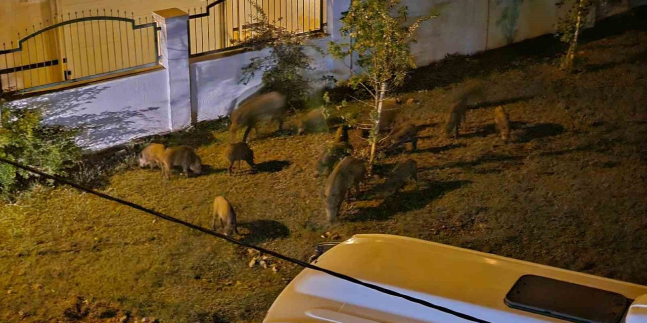 Marmaris’te yaban domuzları şehir merkezine indi