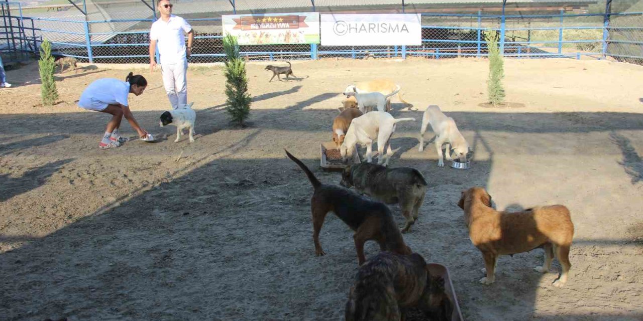 Kuşadası’nda sokak köpekleri için özel barınak