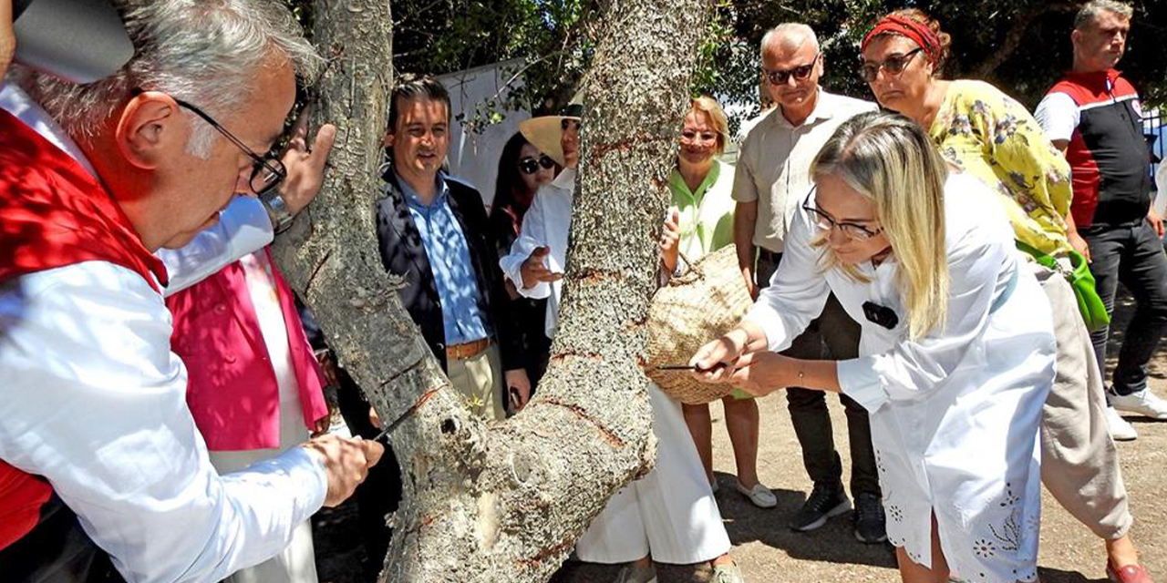 Çeşme’deki sakız ağaçlarında hasat hazırlıkları devam ediyor
