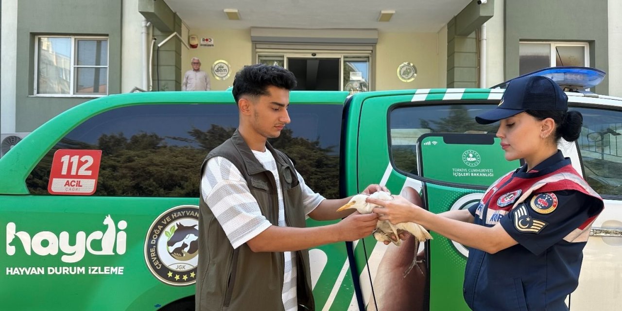 Bitkin halde bulunan yaralı ’balıkçıl kuşu’ koruma altına alındı