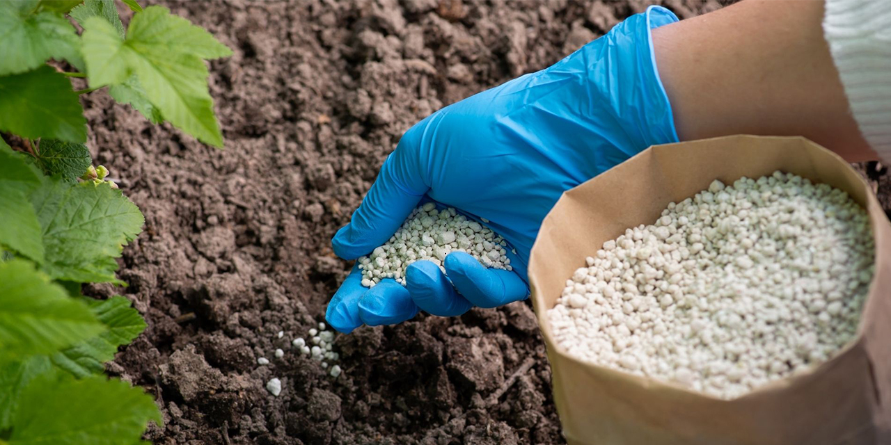 Gübre ve çim tohumu çeşitleri ile verimli topraklar