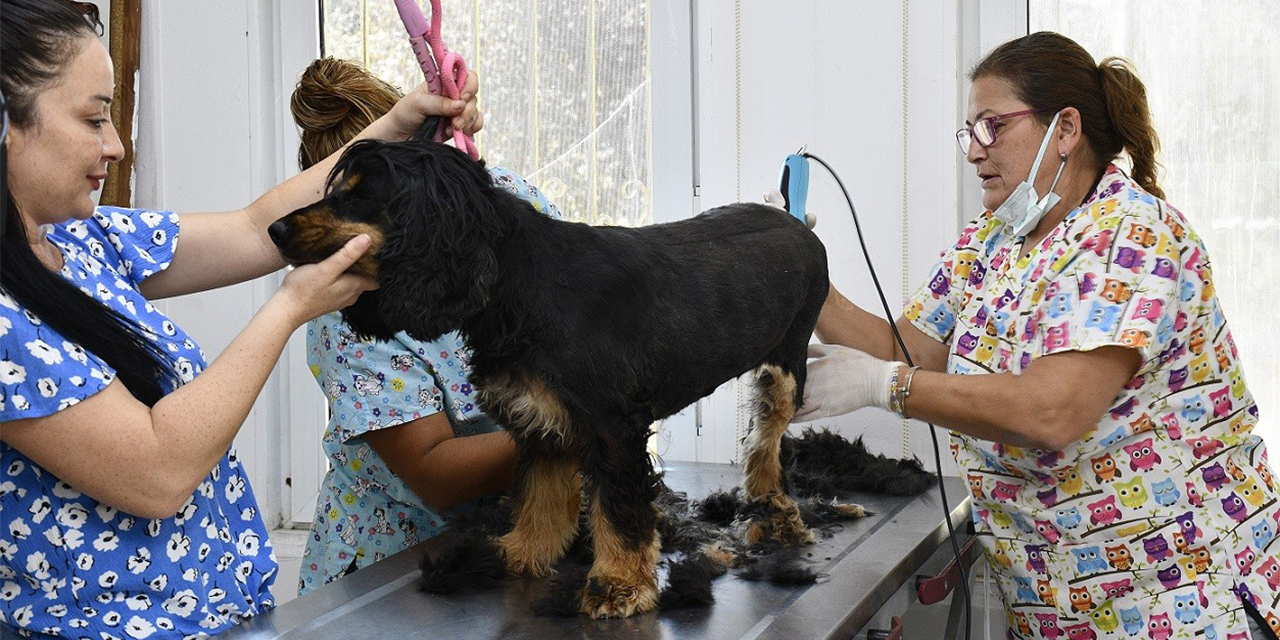 Kuşadası’nda sokak hayvanlarının pet kuaförü bile var!
