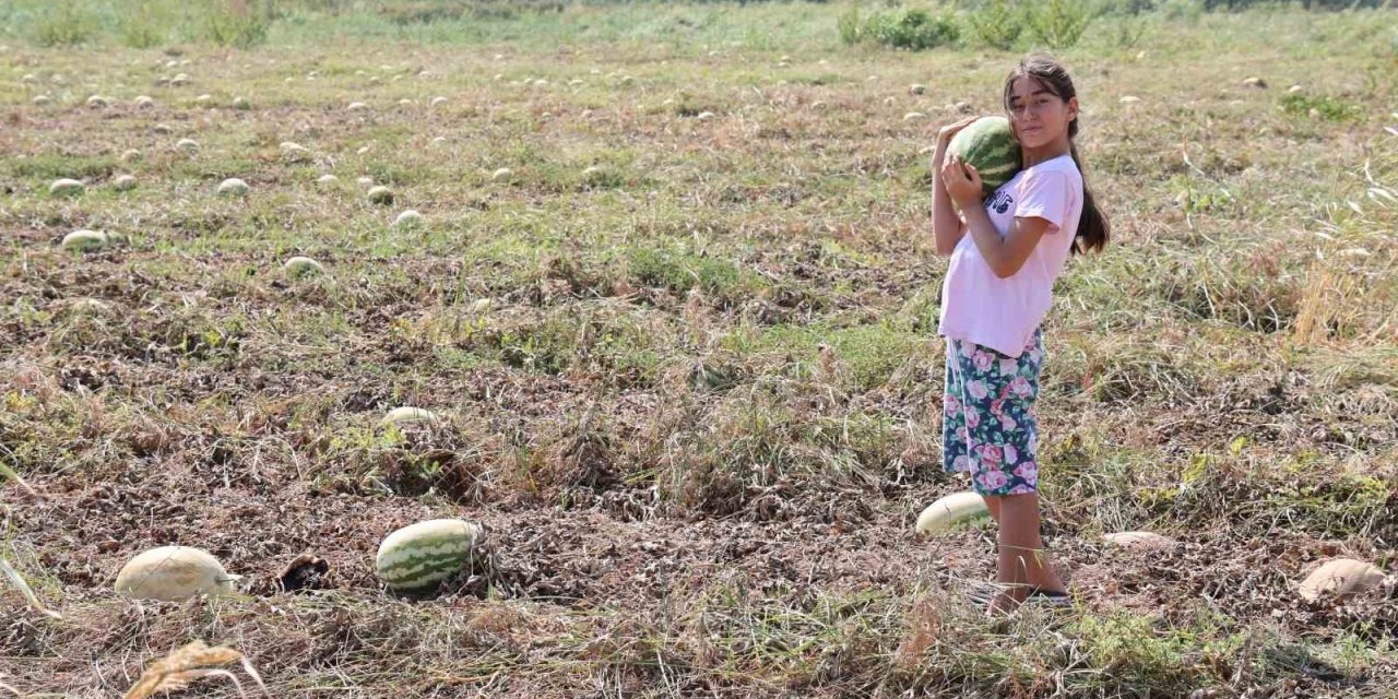 Fiyatlar düşünce karpuz tarlada kaldı
