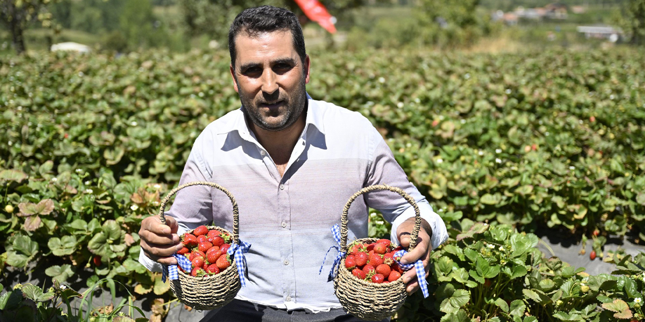 Ödemiş'te “Organik Çilek Projesi” ilk meyvelerini verdi