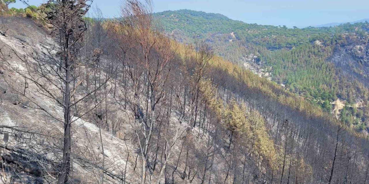 Bozdoğan’da yeşil siyaha döndü