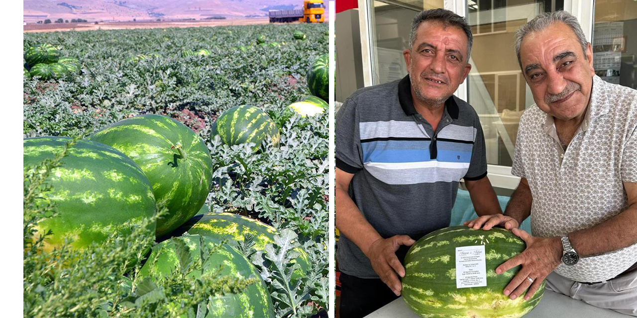 Ürettiği karpuz tarlada kalınca düğün davetiyesi olarak kullandı