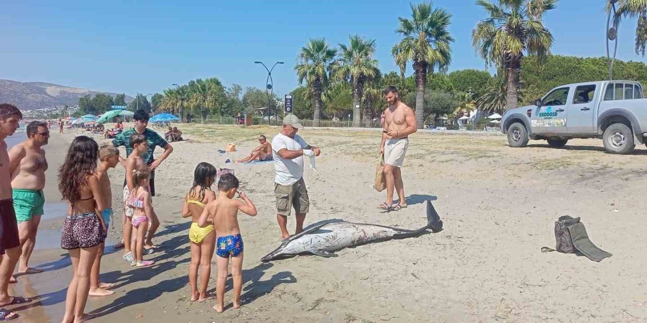 Kuşadası’nda ölü yunus sahile vurdu