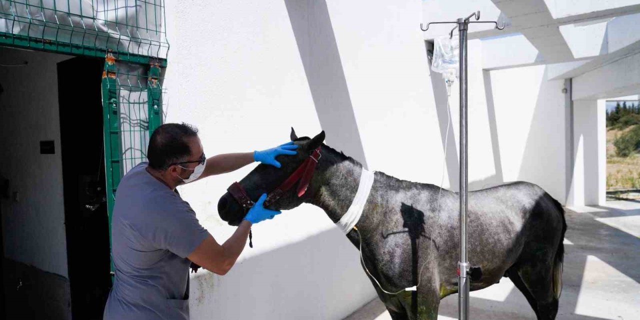 Yangın mağduru hayvanlar PAKO’da güvende