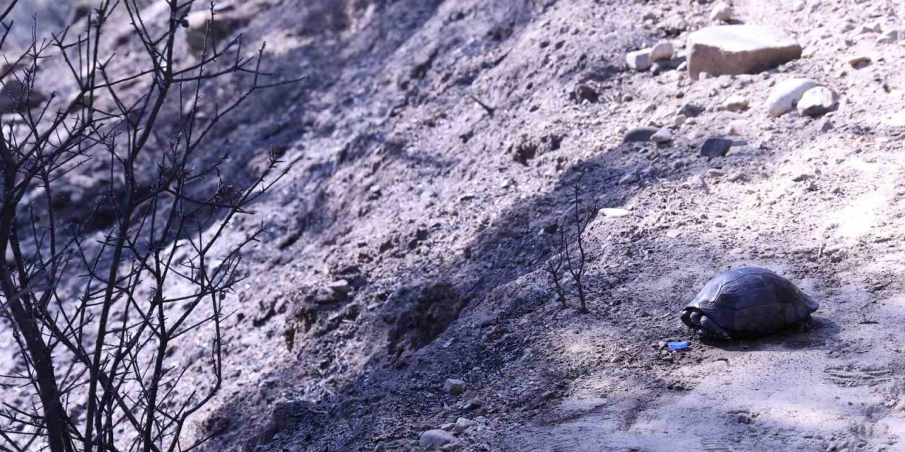 Yangından kurtulan kaplumbağa gazetecilere sığındı