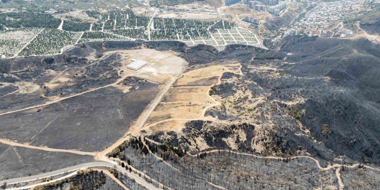 Yangınların etkilediği 15 bin ağaç tedavi edilerek hayatta tutulacak
