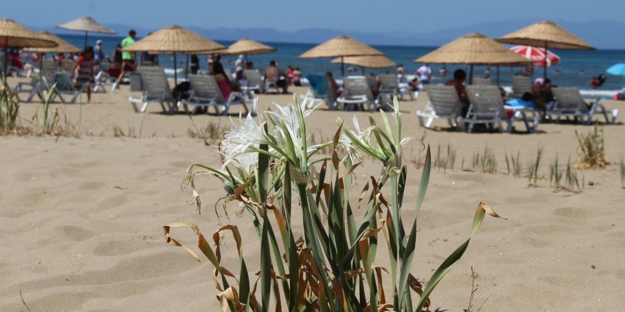 Pamucak’taki, kum zambaklarına dikkat çekti