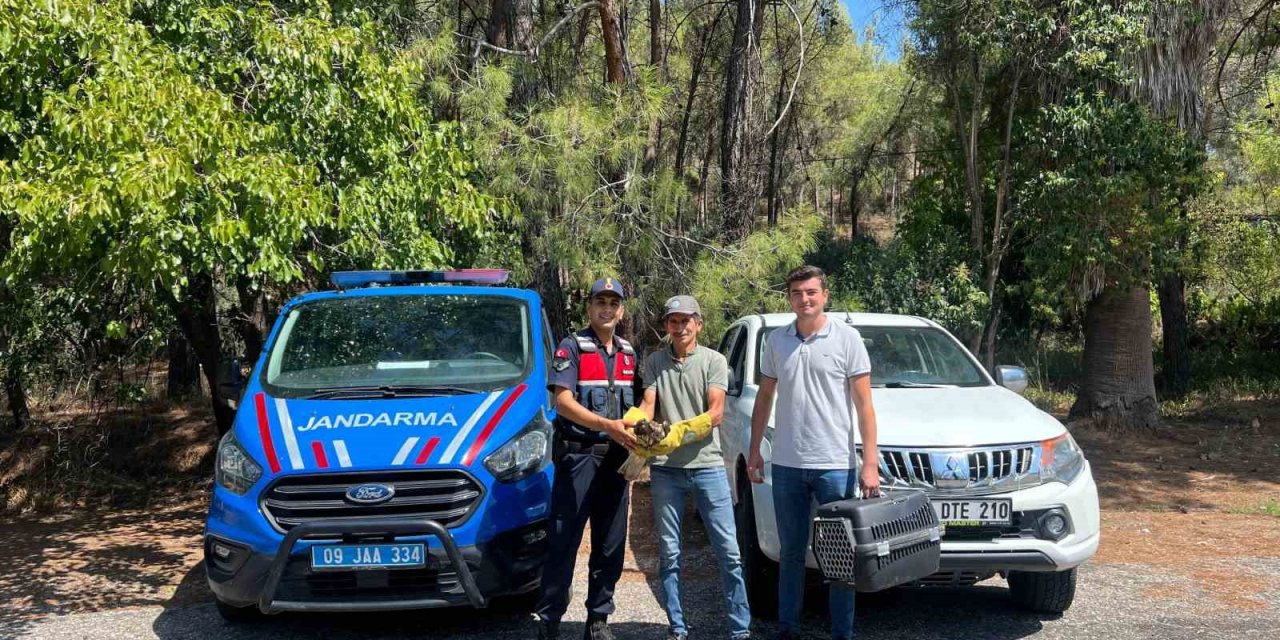 Yaralı şahin, jandarma ekiplerince kurtarıldı