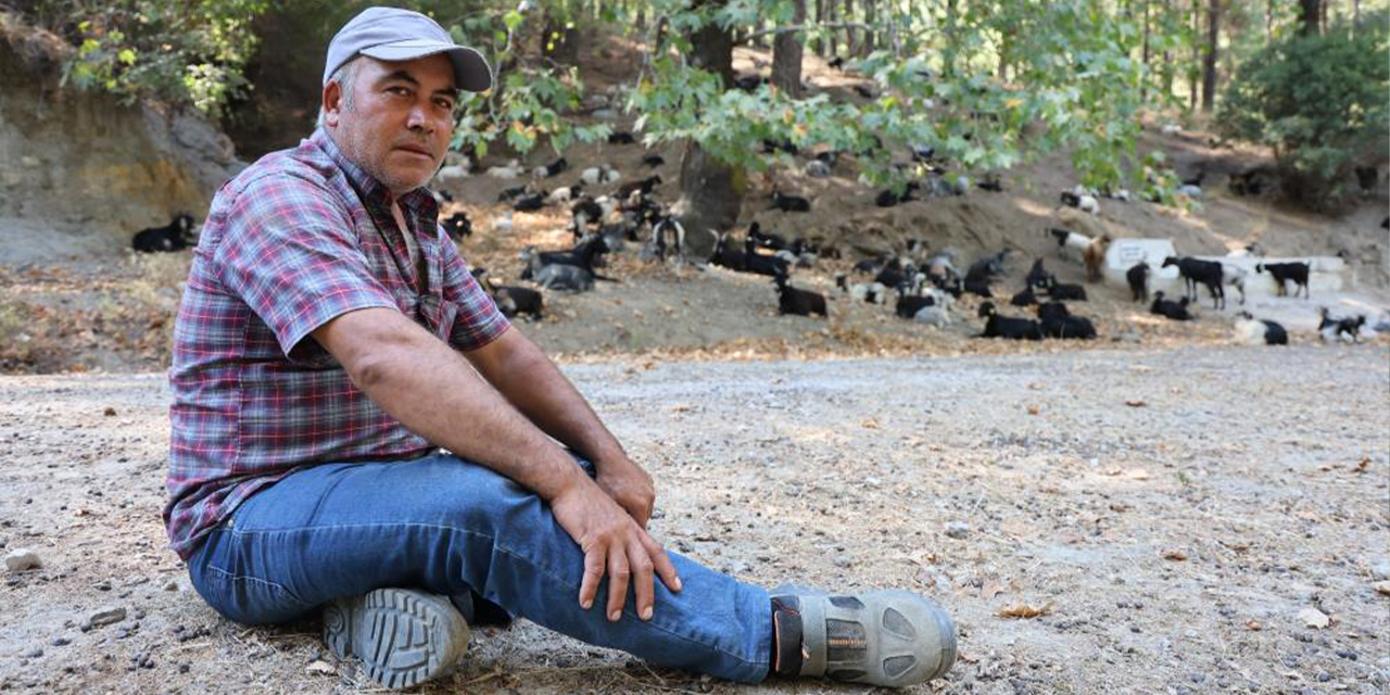 Aydın’da keçi sürüsü ve çoban azaldı, orman yangınları arttı